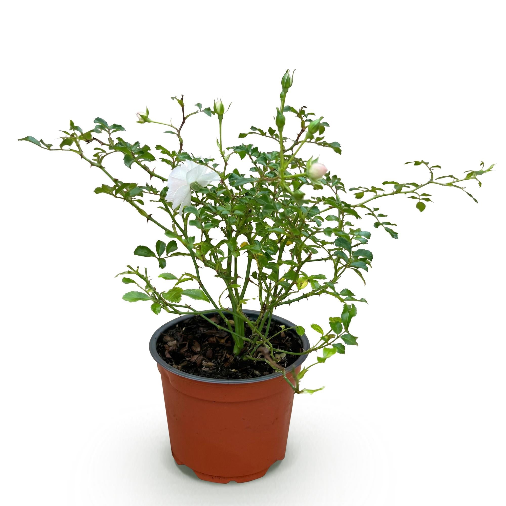Rosa White Fairy - Roos - Winterhard - Wit - 1 Plant - Pot 12cm - Hoogte Hoogte 20-25cm