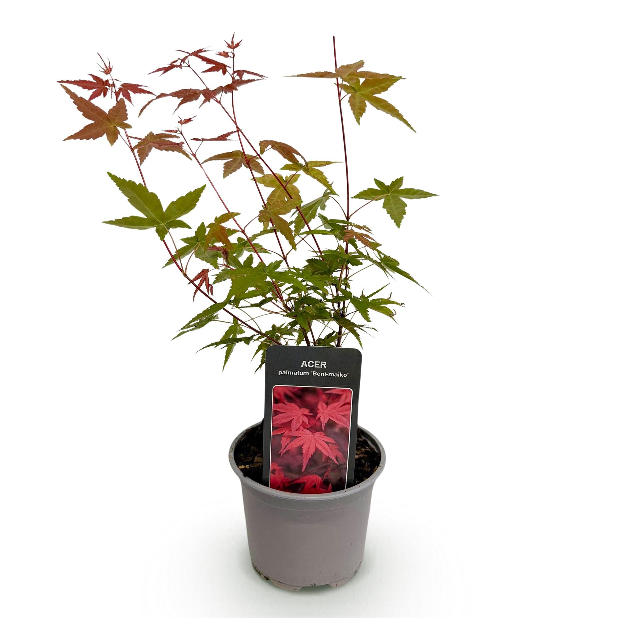 Acer palmatum Beni-maiko - Rood - 1 Plant - Bladverliezend - Weinig Onderhoud - Pot 12cm Hoogte 35cm