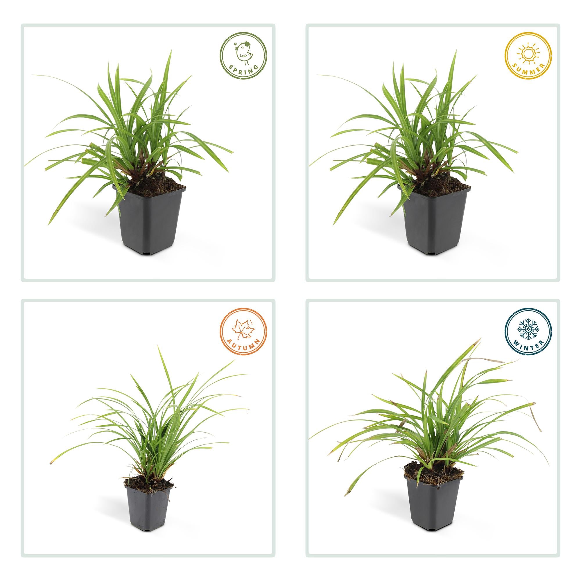 60x Carex morrowii 'Verde Irlandés' - ↕10-25cm - Ø9cm