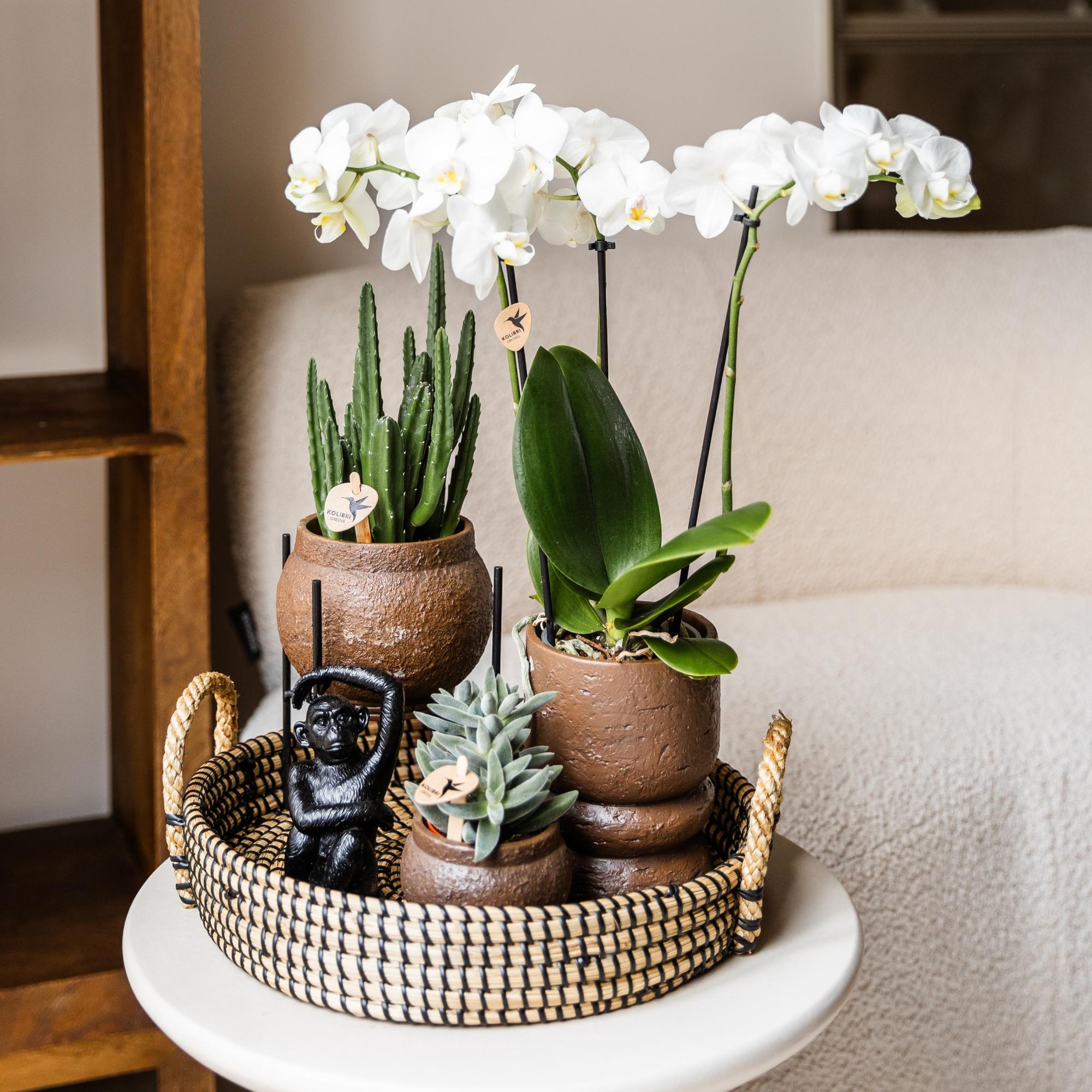 Kolibri Home | Plantenstandaard - Zwart metalen planten verhoging Ø12cm