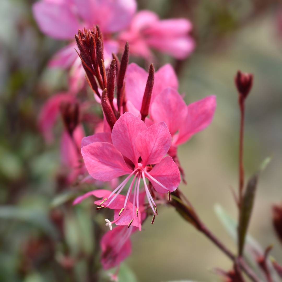 12x Gaura l. 'Siskiyou Pink' - ↕10-25cm - Ø9cm