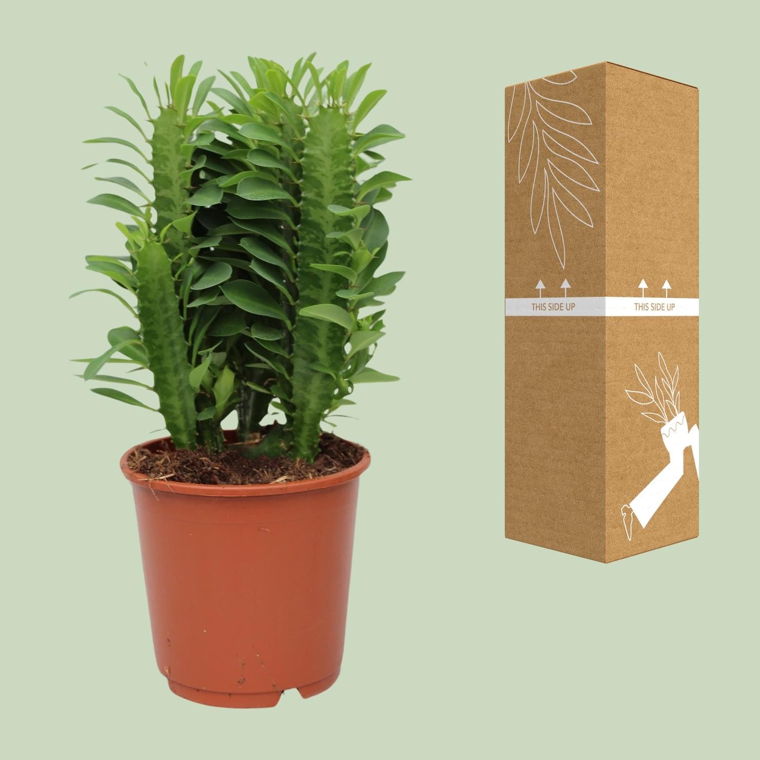 Euphorbe Trigona - Ø12cm - ↕40cm