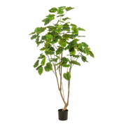 Plante artificielle - Ficus umbellata - Figuier africain - 180 cm