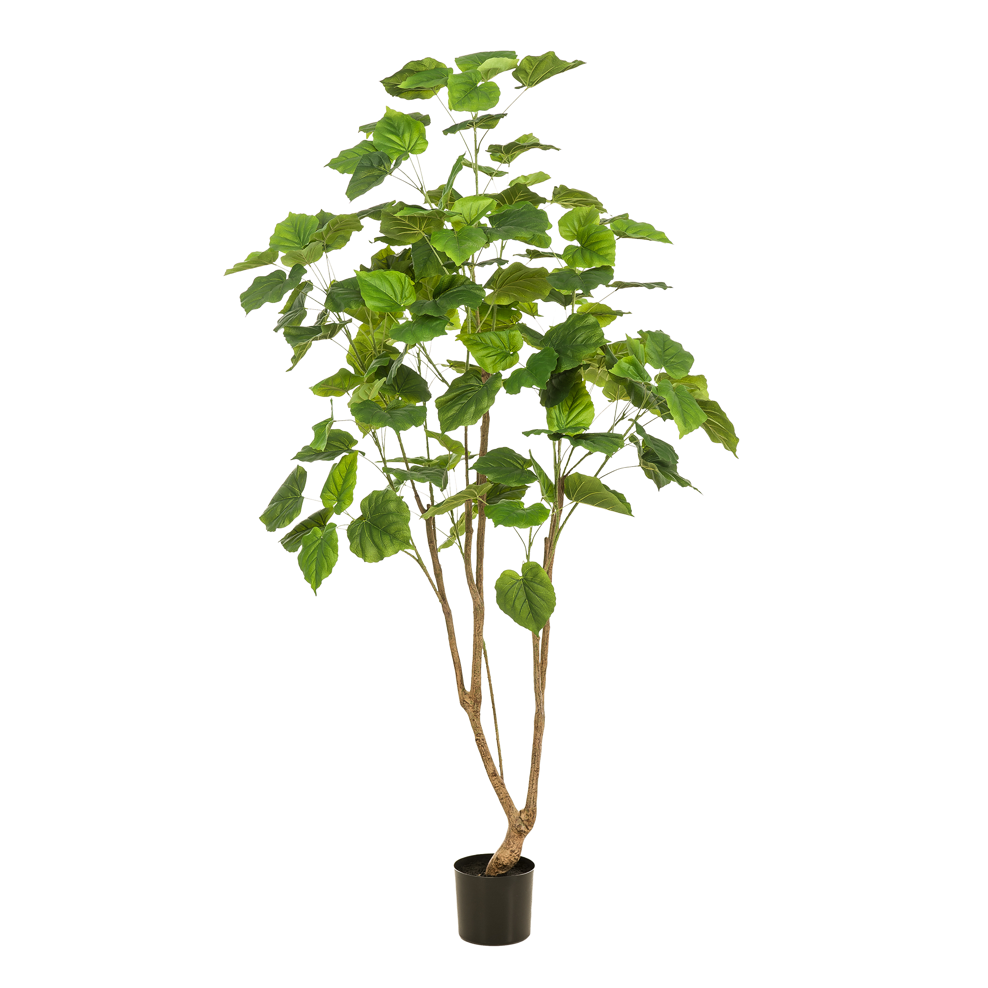 Künstliche Pflanze – Ficus umbellata – Afrikanische Feige – 180 cm