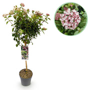 Green boutiQ - Pianta su stelo - Viburnum tinus Eve Price - Pianta da patio - Sempreverde - Resistente all'inverno - Fiore bianco-rosa - Vaso 19 cm Altezza 90 cm