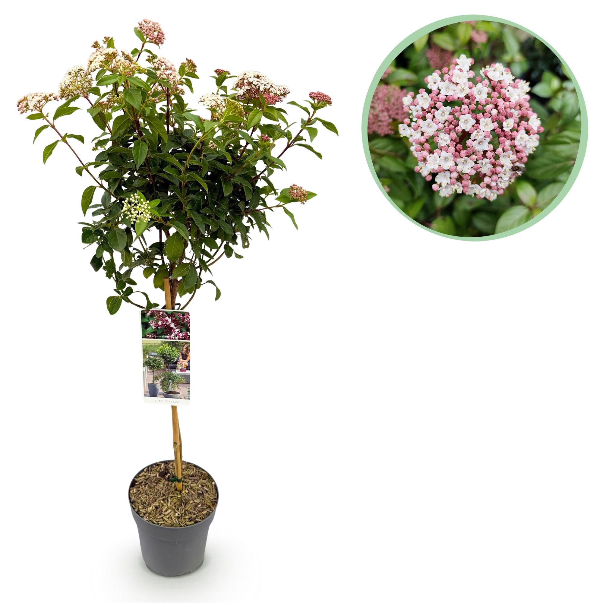 Green boutiQ - Pianta su stelo - Viburnum tinus Eve Price - Pianta da patio - Sempreverde - Resistente all'inverno - Fiore bianco-rosa - Vaso 19 cm Altezza 90 cm