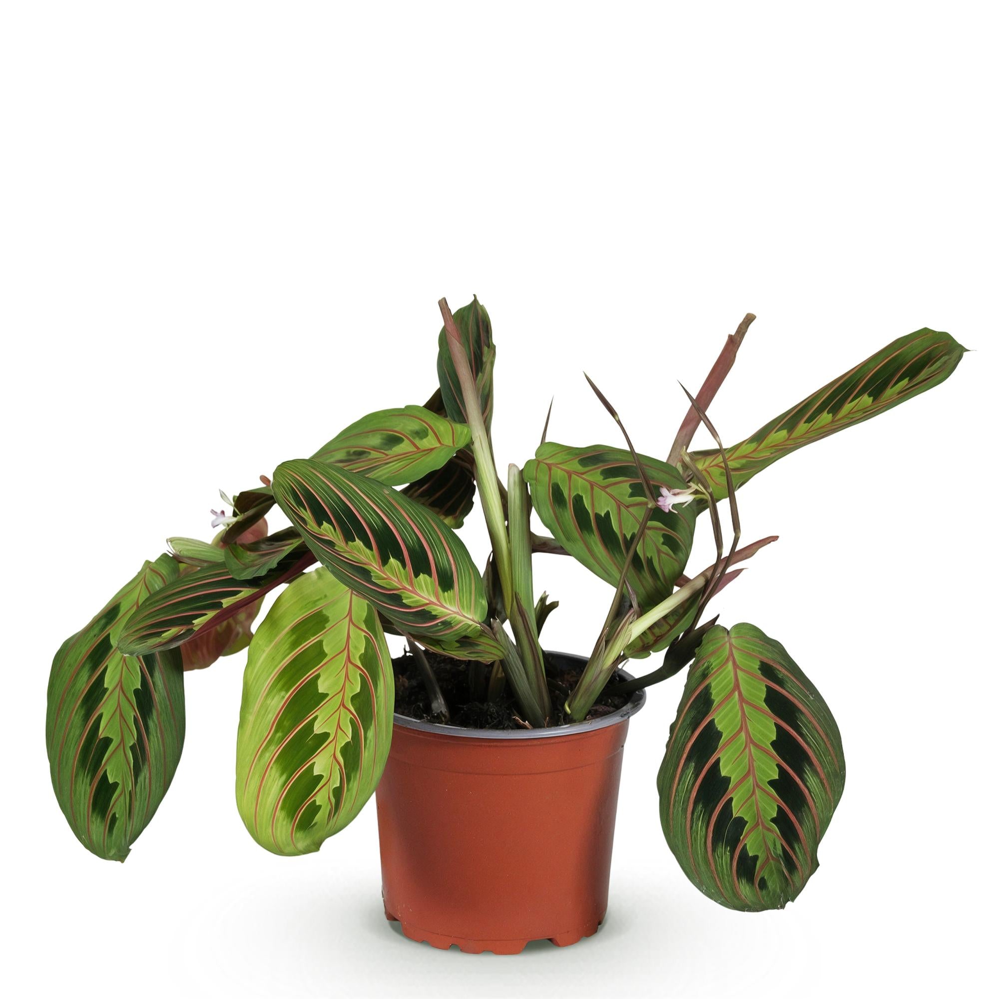Maranta Fascinator Tricolour - Gebedsplant - Huisdiervriendelijke Plant - Groen - 1 Plant - Pot 12cm - Hoogte 25cm