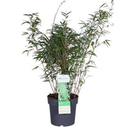 Fargesia rufa - Ei-invasiivinen bambu - Ø29cm - ↕80cm - Ø23 - ↨80cm