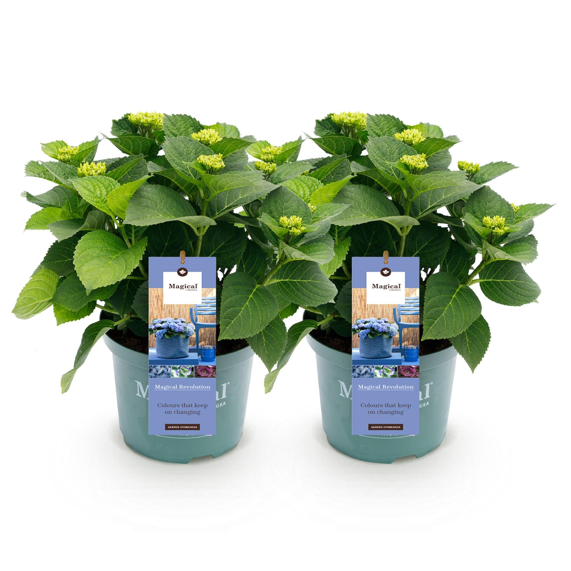 Hortensia - Hydrangea Magical Revolution Blue - Blauw - 6-10 Bloemen - 2 Planten - Pot 23cm Hoogte 55cm