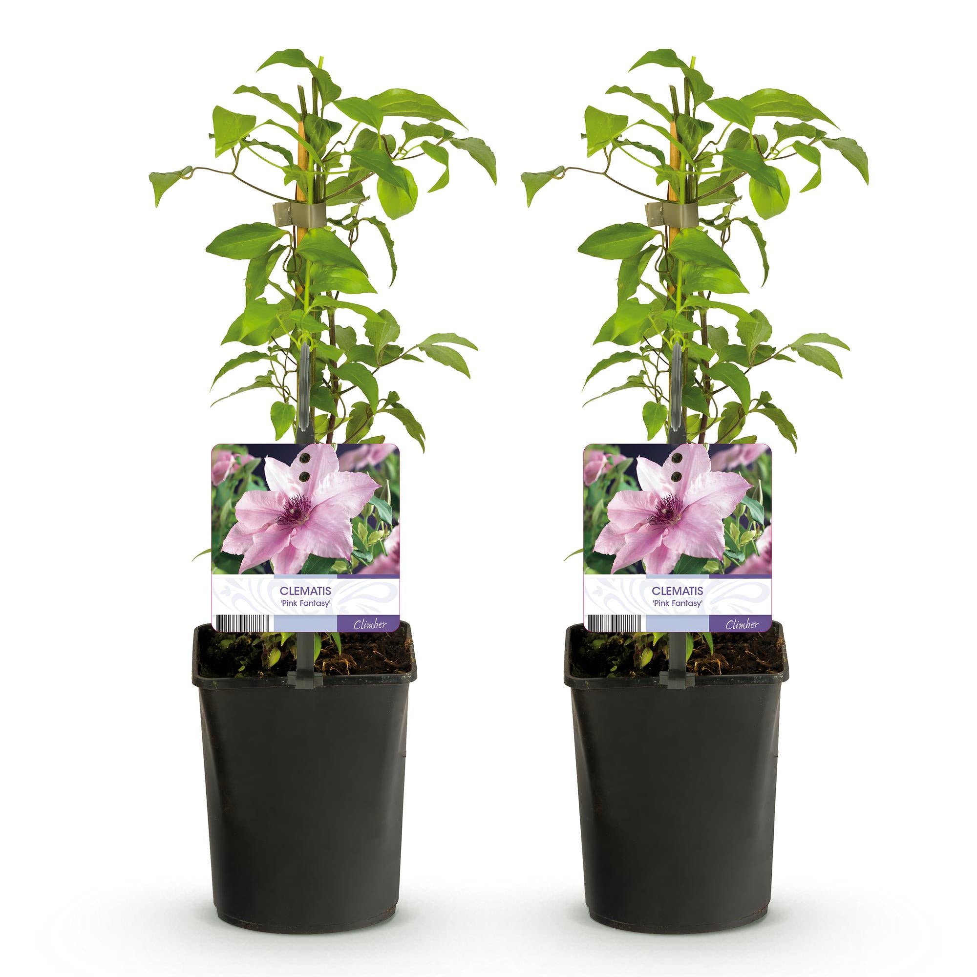 Clematis Pink Fantasy - Bloem Roze - Weinig onderhoud -2 planten -  Pot 11cm Hoogte 40cm
