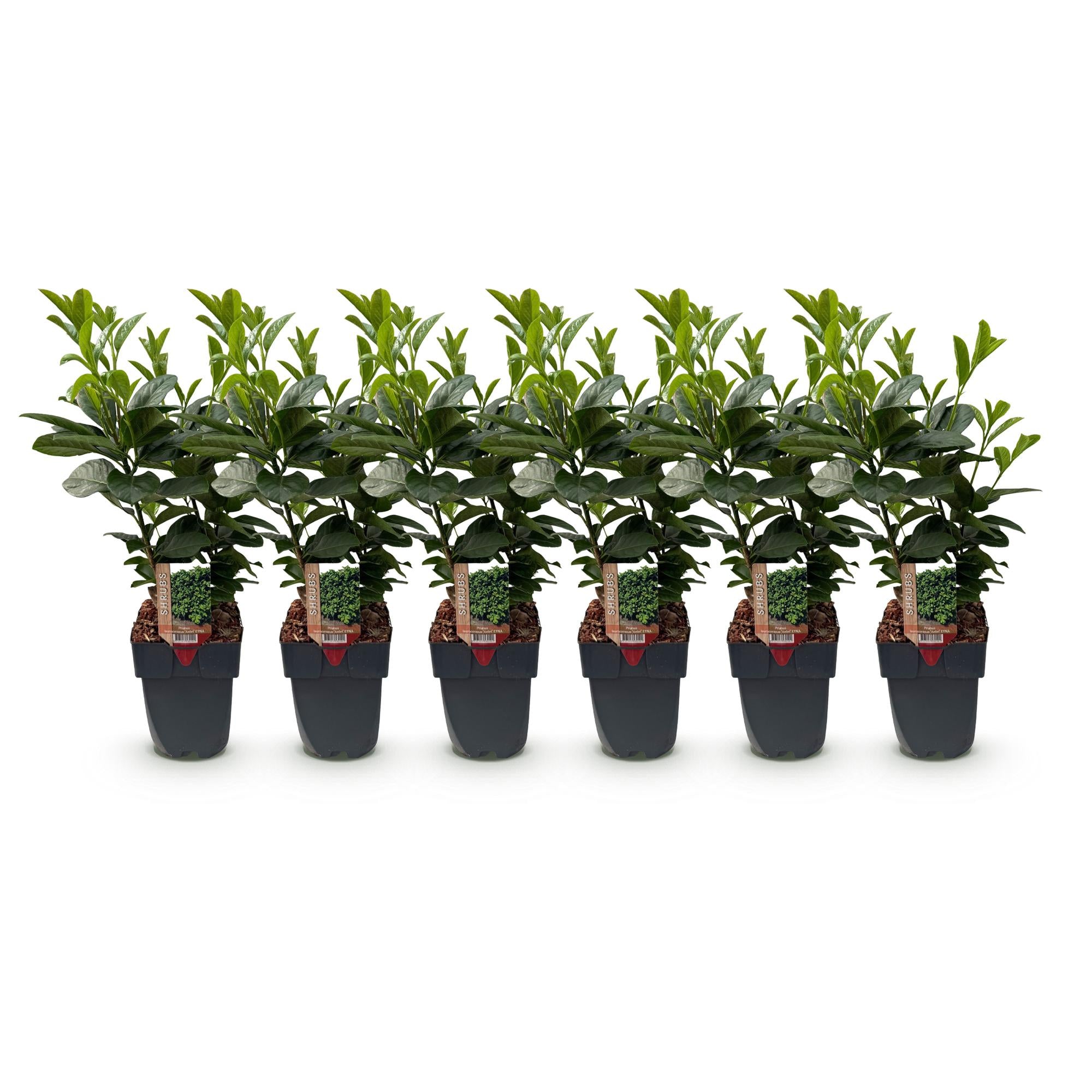 Prunus laurocerasus Etna - blad groen - 6 planten - 1 strekkende meter - groenblijvend - pot 17cm hoogte 50cm