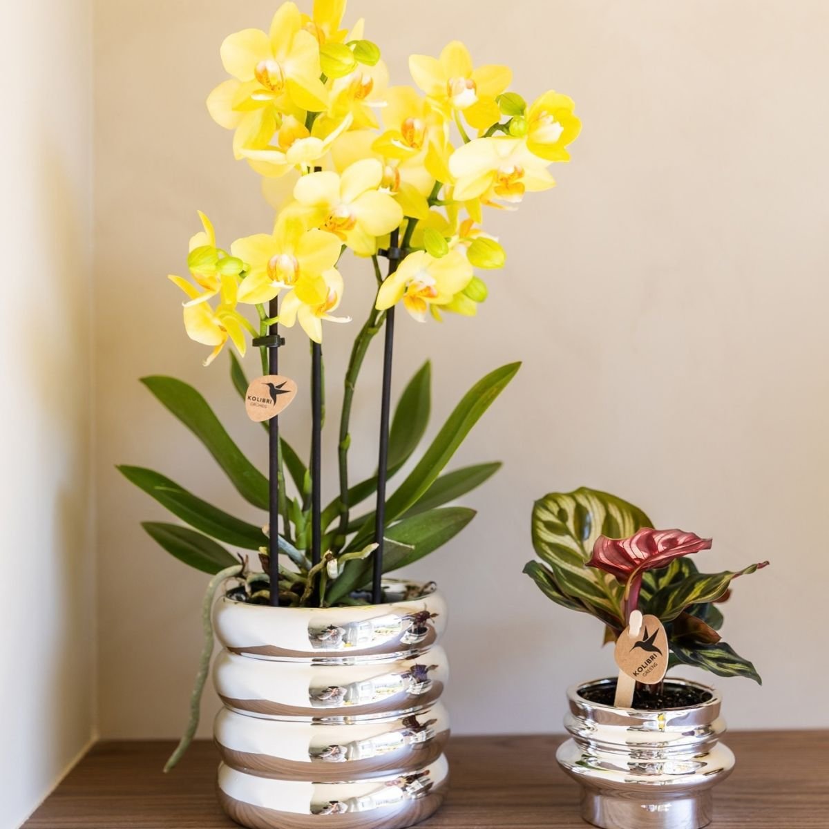 Kolibri Orchids | Combi Deal - 4 Gele Phalaenopsis Orchideeën Blossom Albenga - Ø9 cm