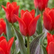 120x Tulipa Greigii Red - Cebule kwiatowe - Tulipan Greigii - Czerwony - Kwitnący wiosną - Rozmiar cebuli 11/12