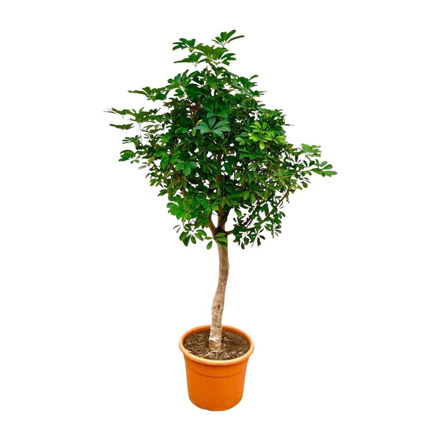 Schefflera am Stamm - 210 cm - ø40