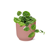 Scindapsus Pictus 'Argyraeus' in ELHO Vibes Fold 14cm pink