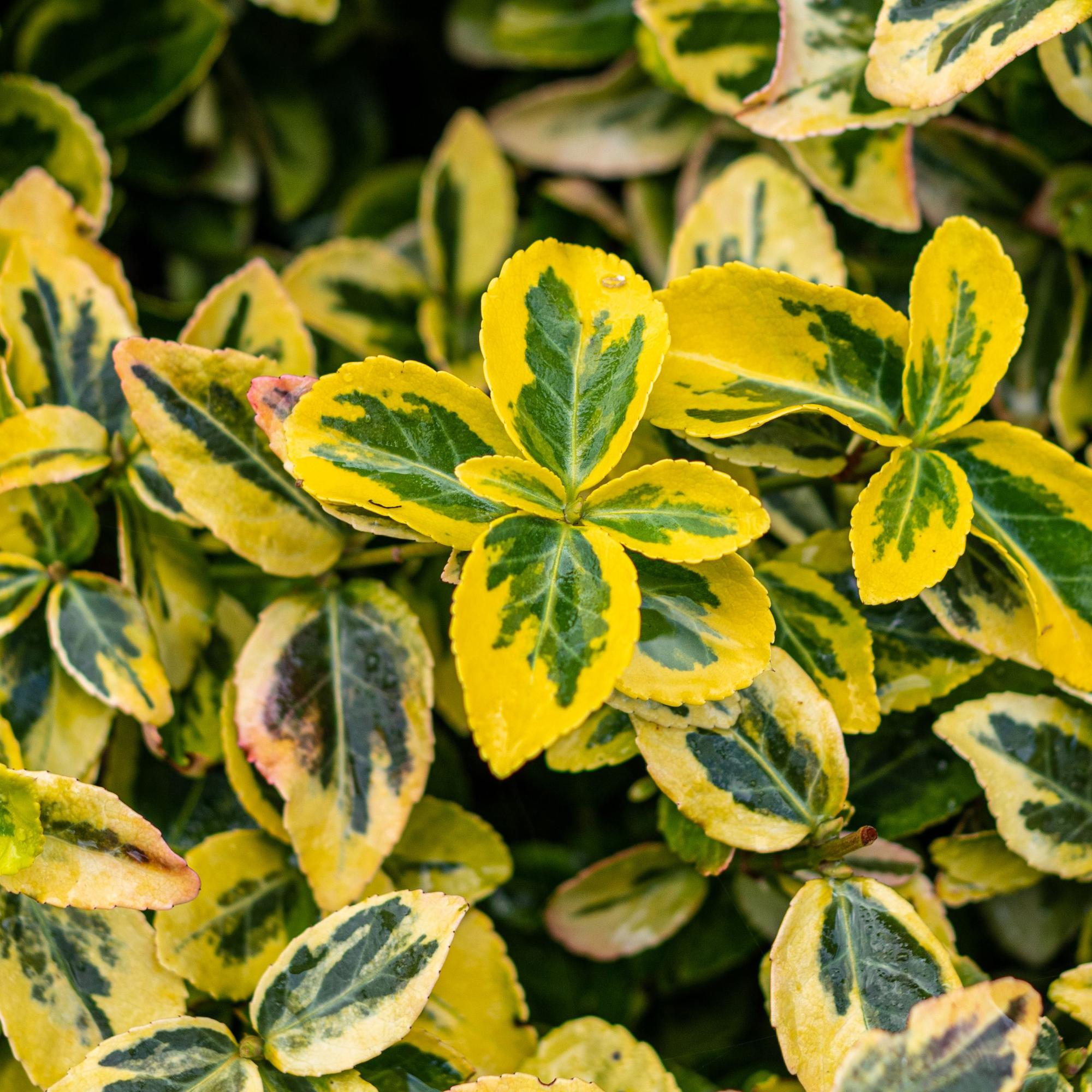 Euonymus fortunei Emerald n Gold - Terras Plant - Bladhoudend - Winterhard - Groen-Geel Blad - Pot 19cm Hoogte 90cm