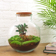 DIY-Terrarium – Bolder Bob Bonsai – ↕ 30 cm – Normal