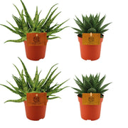 2x Aloe Spider + 2x Gasteria Hybrid Aurora - 4 pezzi - Ø10,5cm - ↕10cm
