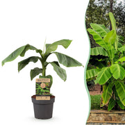 Japanse vezelbanaan - Musa Basjoo - Winterhard - Pot 21cm Hoogte 70-90cm