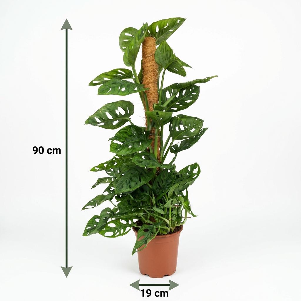 Monkey Mask - Monstera Andansonii Mosstok - Groen - Weinig onderhoud - 1 Plant - Pot 19cm - Hoogte 90cm