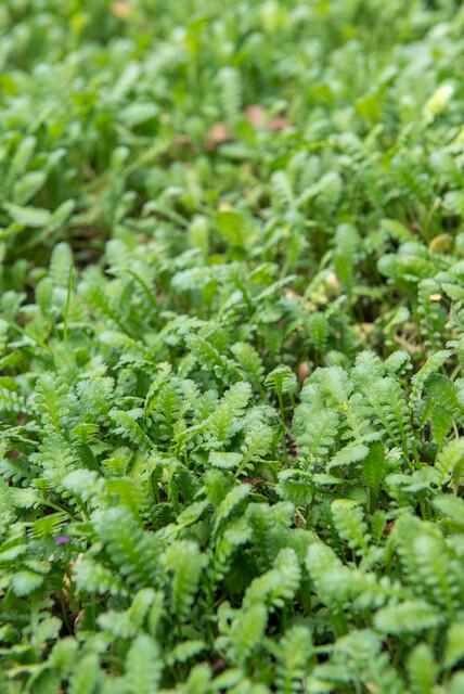 60x Leptinella squalida - ↕10-25cm - Ø9cm