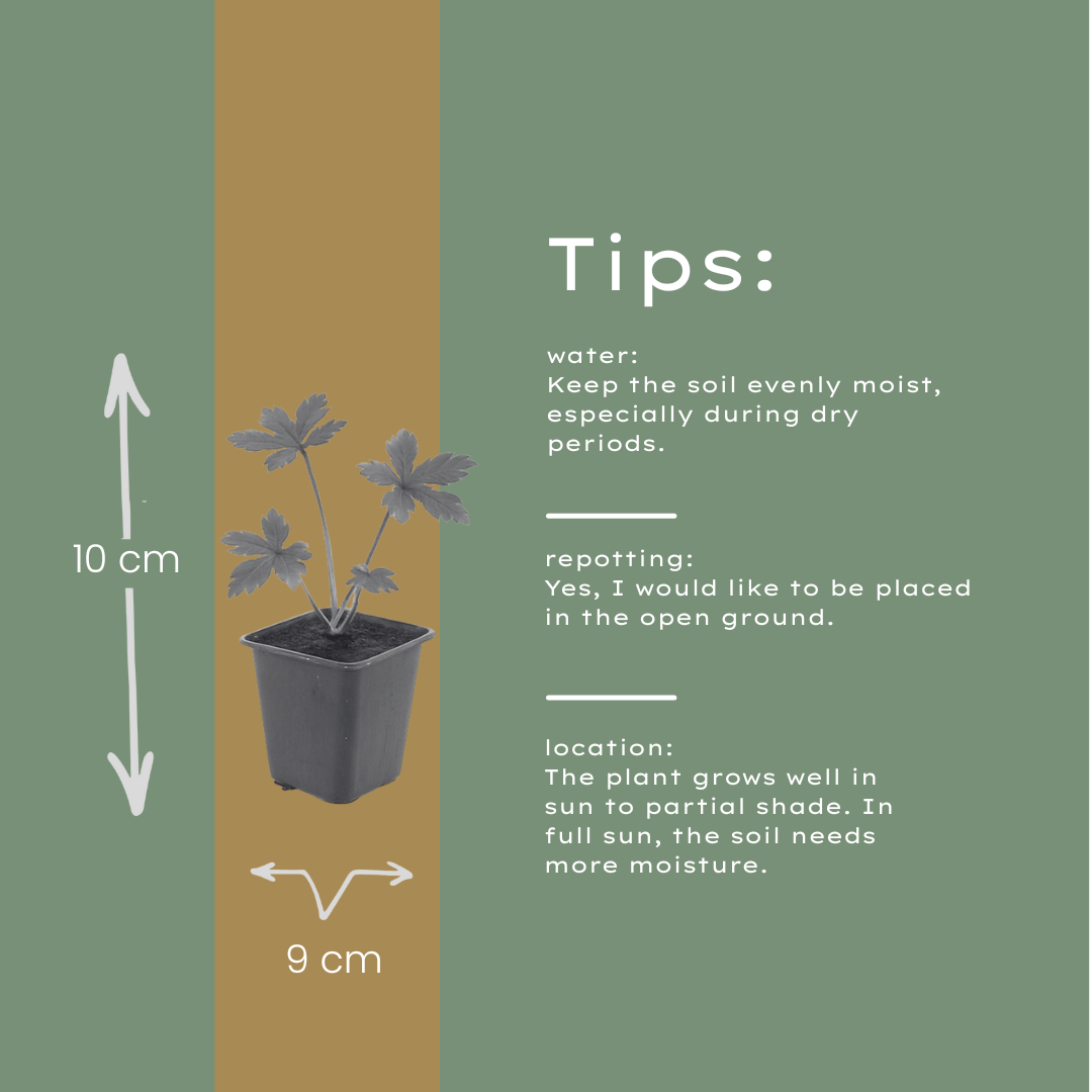 12x Astrantia major - ↕10-25cm - Ø9cm