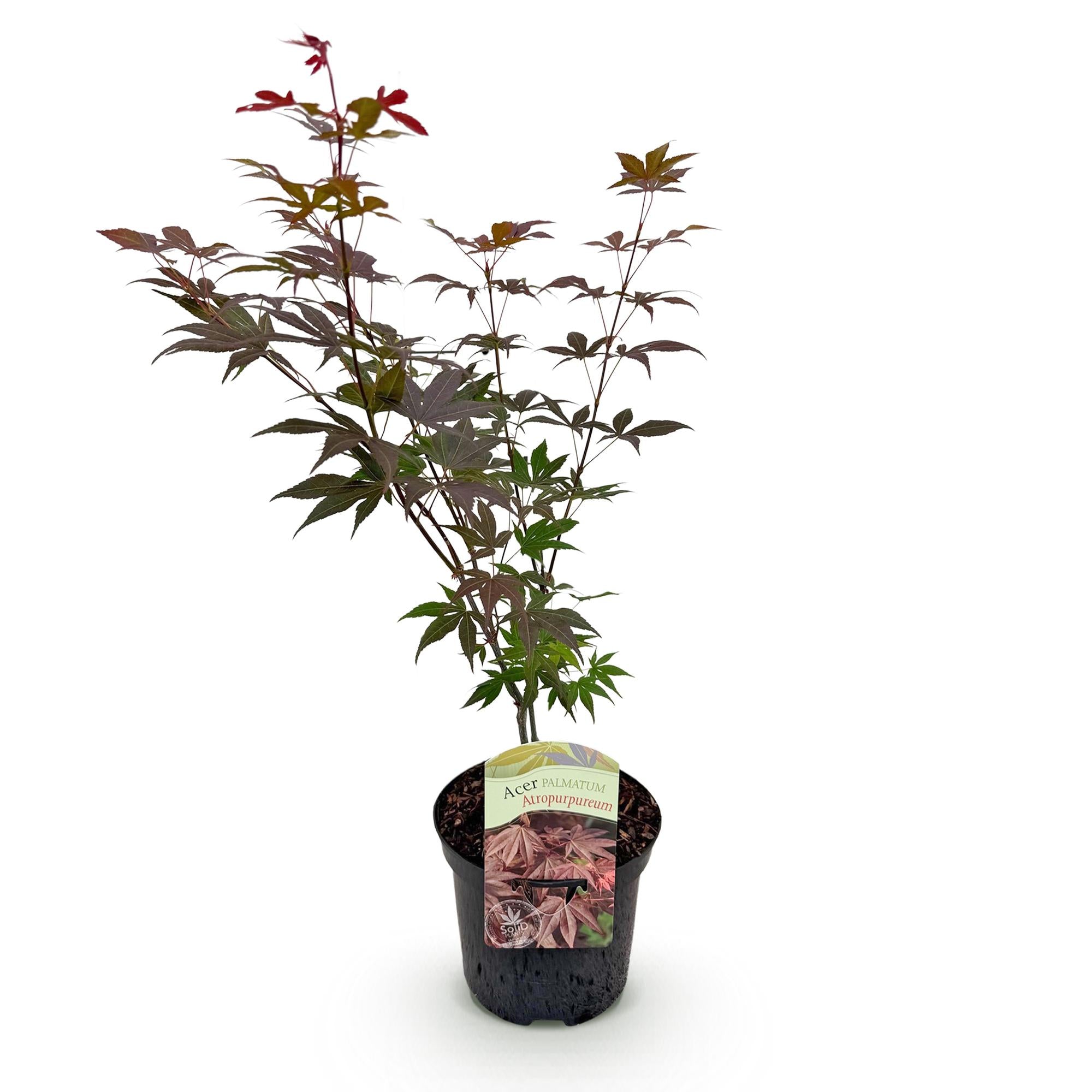 Japanse Esdoorn - Acer palmatum Atropurpureum - Paars - 1 Plant - Bladverliezend - Pot 19cm Hoogte 70cm