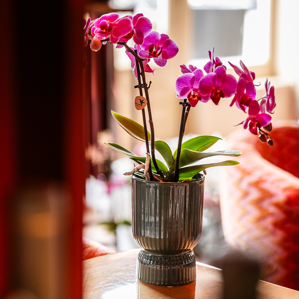 Kolibri Home | Diabolo-Übertopf | Ø 9 cm – Grün