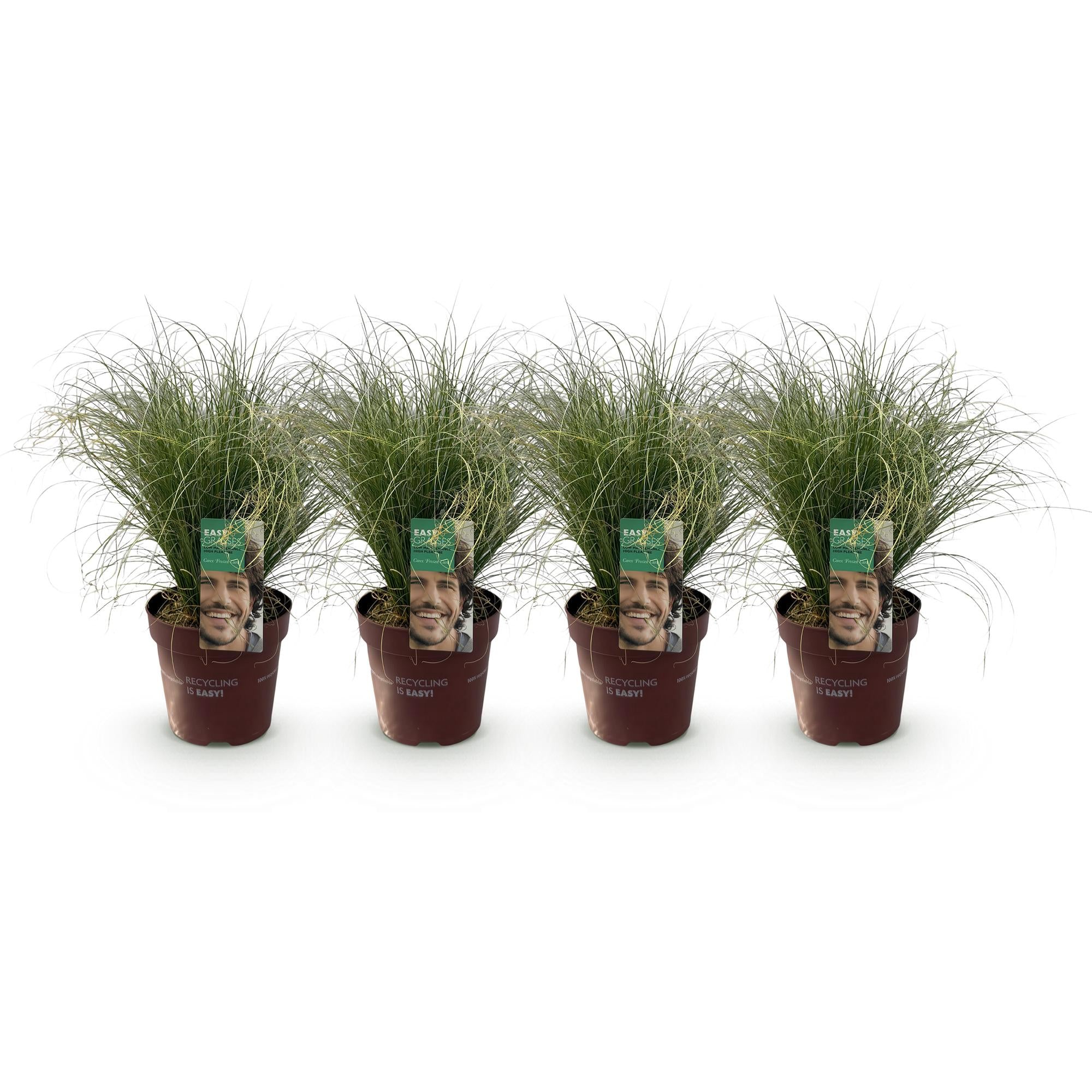 Carex comans Frosted Curls - Groen - 4 Planten - Bladhoudend - Weinig Onderhoud - Pot 17cm Hoogte 50cm