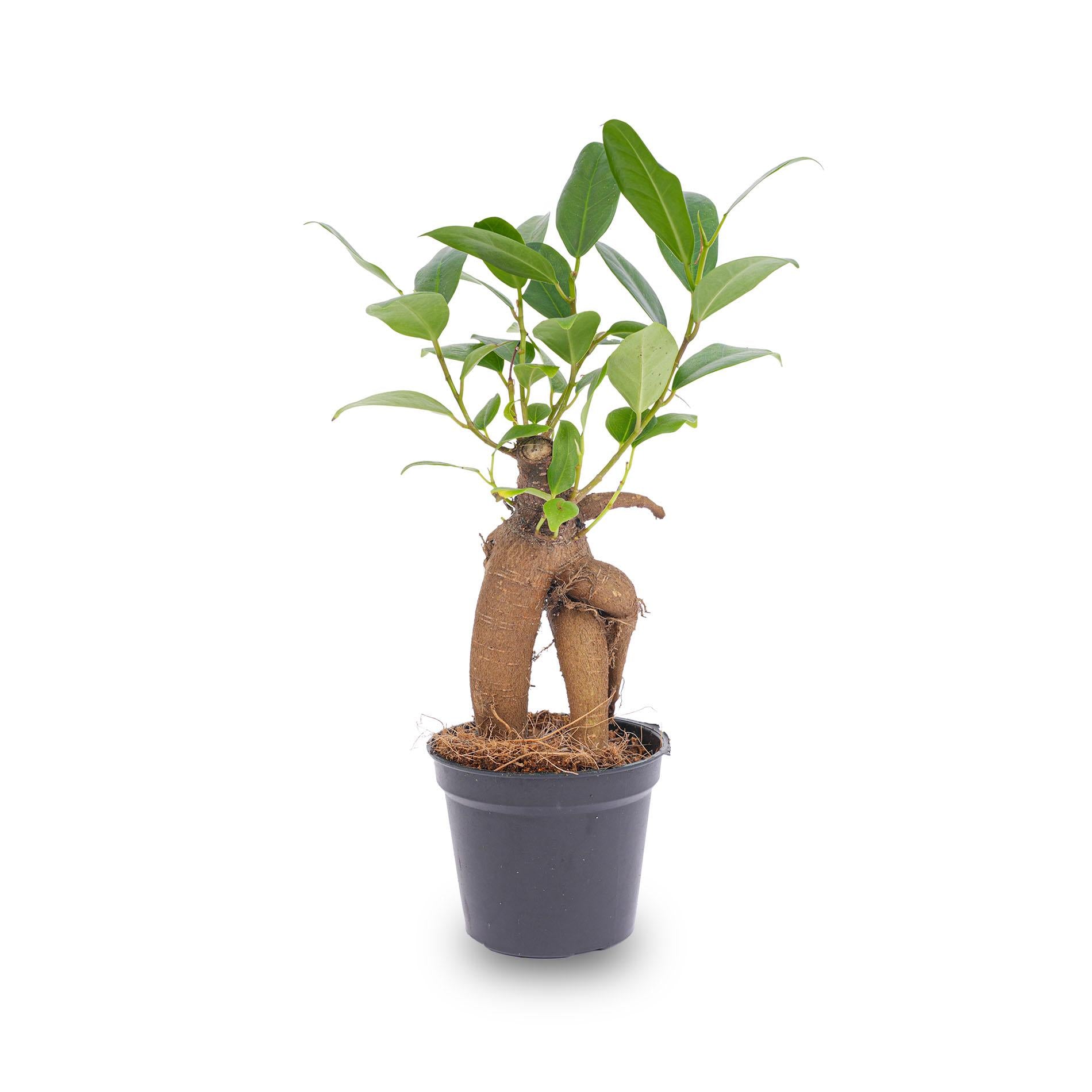 Bonsaï Ficus Ginseng - Microcarpa - Pot de Ø 6 cm