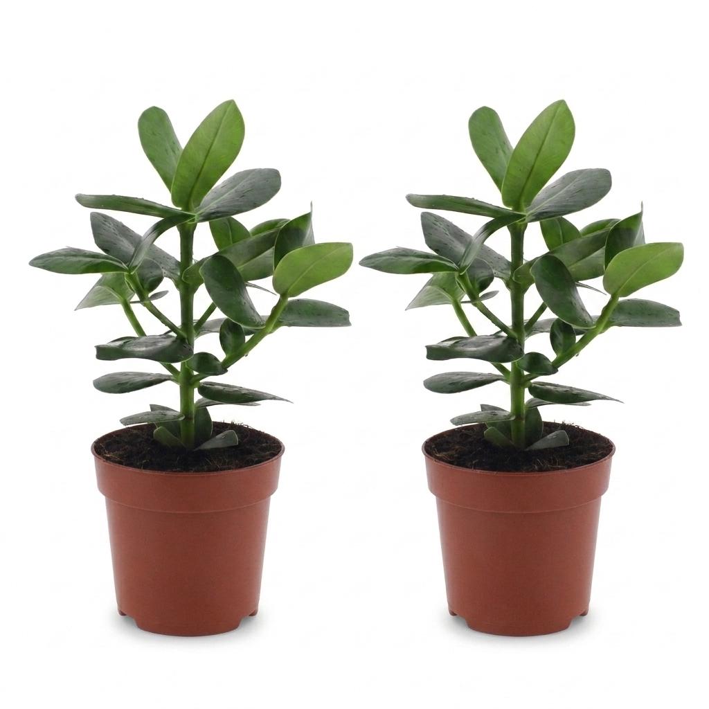 Clusia Princess - Clusia - 2x - Pot 12cm - Hoogte - 40cm