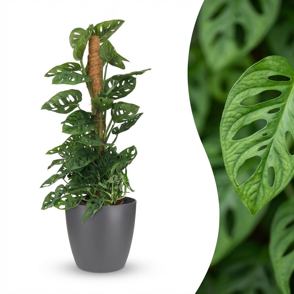 Monkey Mask - Monstera Andansonii Mosstok - Groen - Weinig onderhoud - 1 Plant - met Potter Grijs - Pot 19cm - Hoogte 90cm
