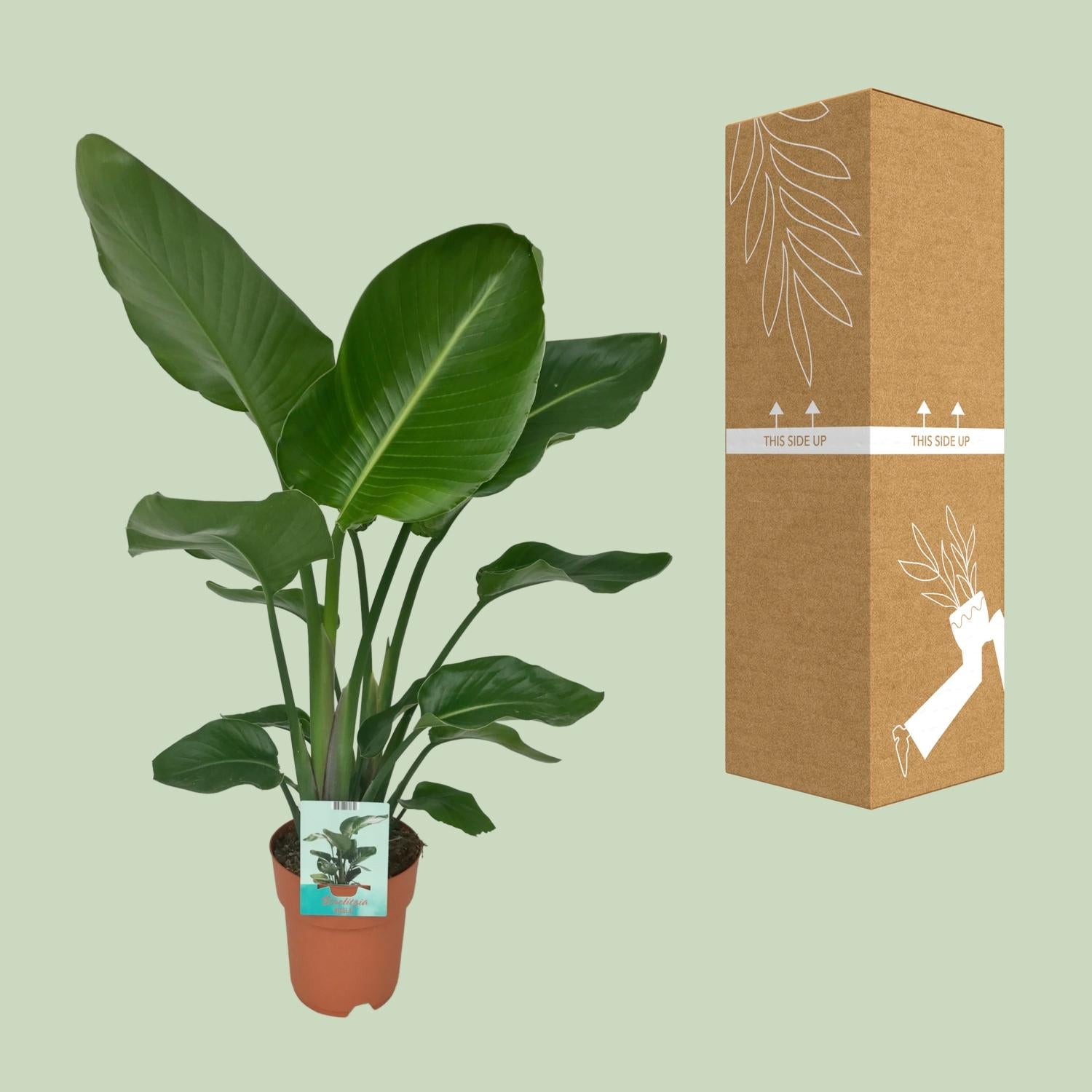 Strelitzia Nicolai – Paradiesvogelblume – Ø 19 cm – ↕ 90 cm