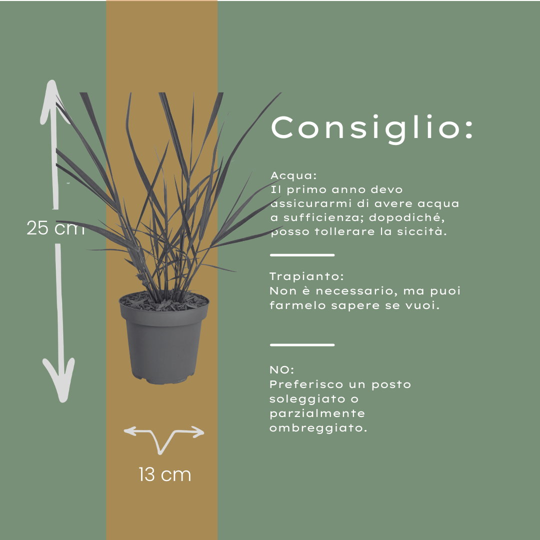 6x Panicum virgatum ‘Rotstrahlbusch’ – Siergras met warme herfstkleuren | Potmaat 12 cm