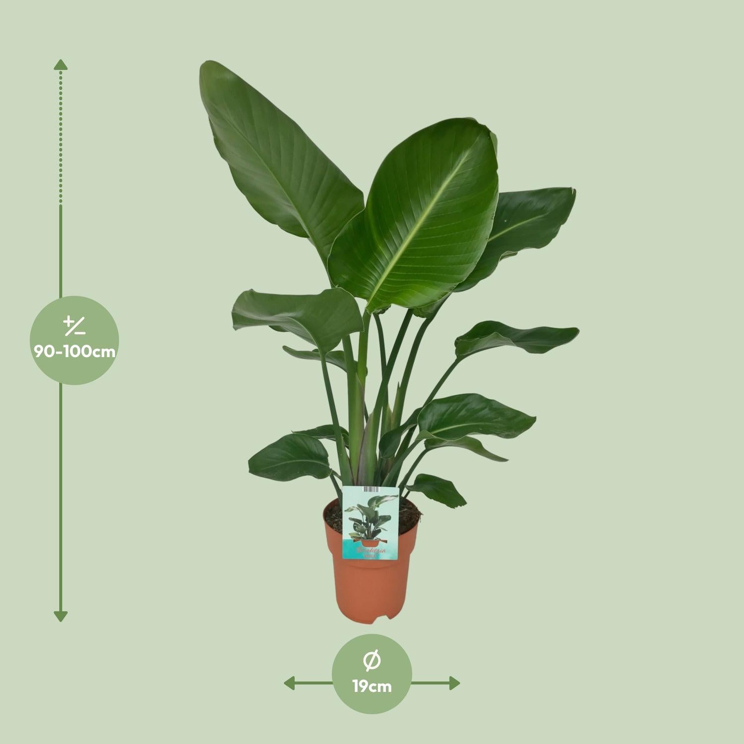 Strelitzia Nicolai – Paradiesvogelblume – Ø 19 cm – ↕ 90 cm