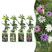 Passiflora Regenboog - Passiflora Rainbow 12x - Wit - Paars - Roze - Paars - Klimplant - Ø9cm - ↕35cm