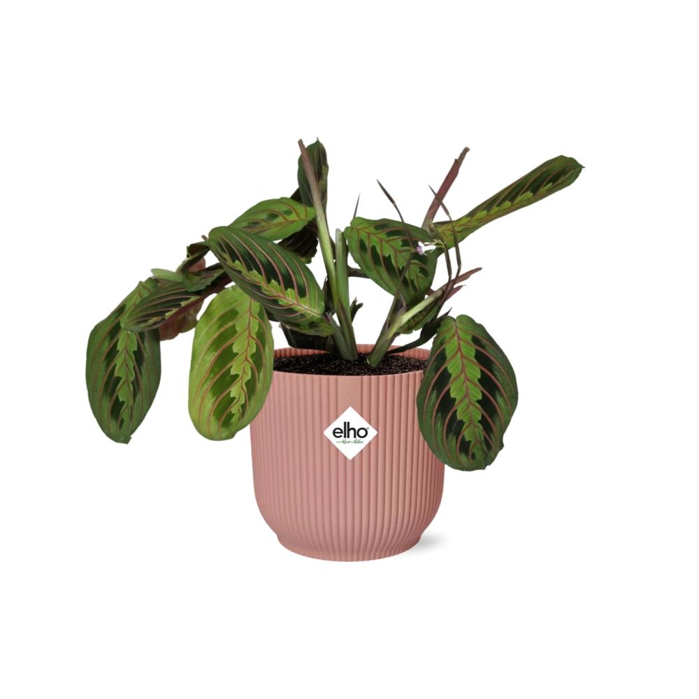 Maranta Leuconeura 'Fascinator' Tricolor in ELHO Vibes Fold 14cm pink