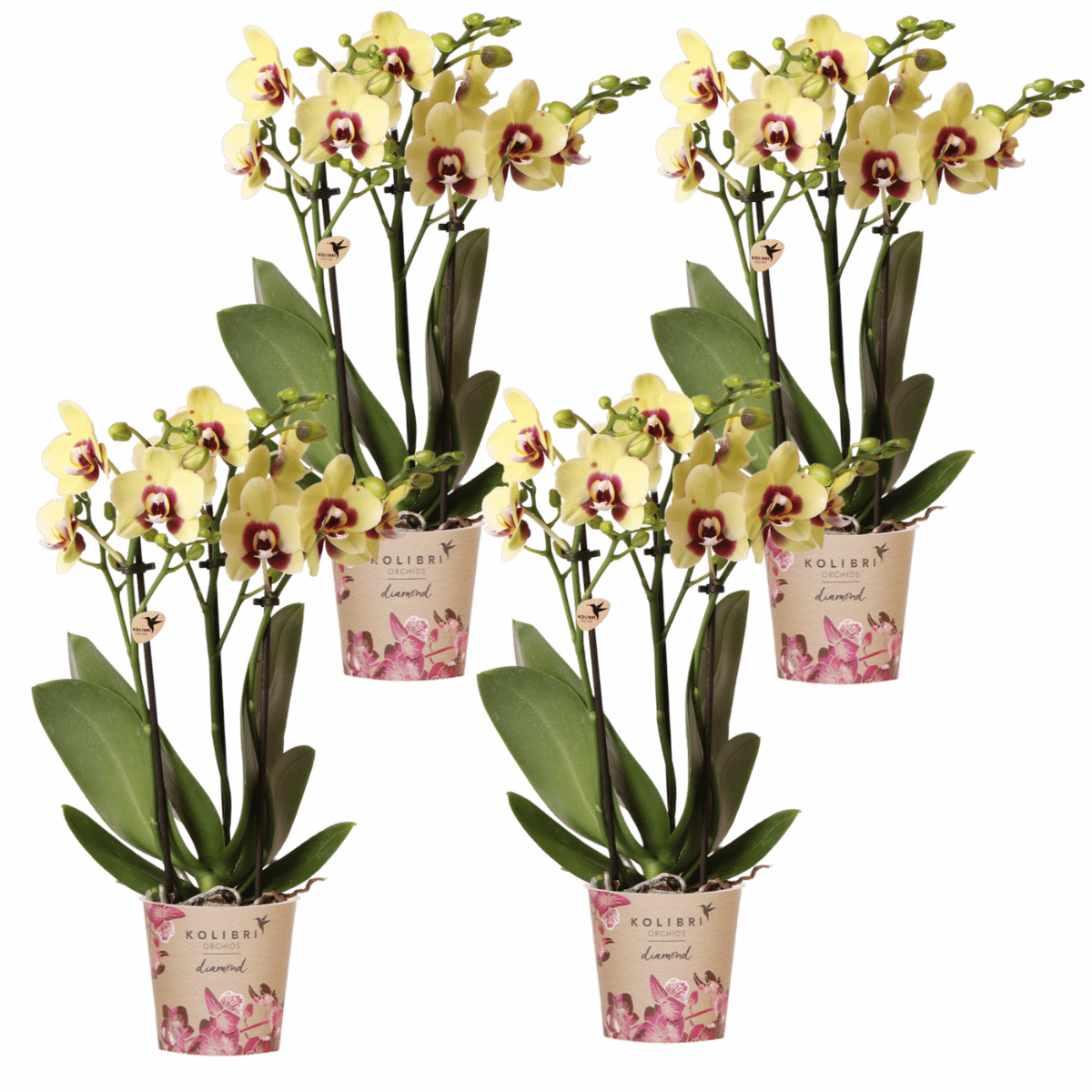 Kolibri Orchids | Combi Deal - 4 Geel-Rode Phalaenopsis Orchideeën Diamond Uruguay - Ø9 cm
