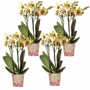 Kolibri Orchids | Combi Deal - 4 Geel-Rode Phalaenopsis Orchideeën Diamond Uruguay - Ø9 cm