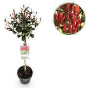Photinia fraseri Carre Rouge - Terras Plant - Bladhoudend - Winterhard - Groen-Rood Blad - Pot 19cm Hoogte 90cm