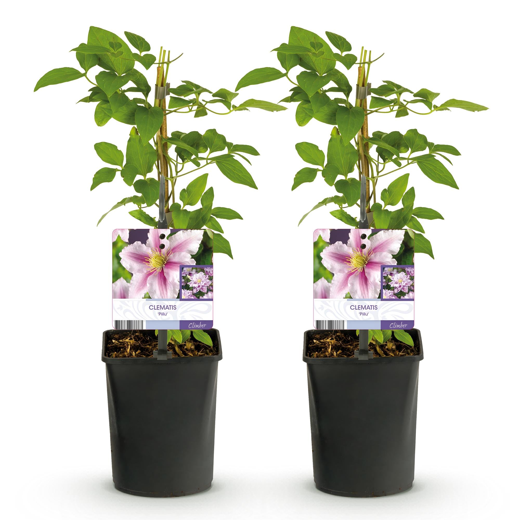 Green boutiQ – Kletterpflanze – Clematis Piilu – Rosa Blüte – Pflegeleicht – 2 Pflanzen – Topf 11 cm, Höhe 40 cm