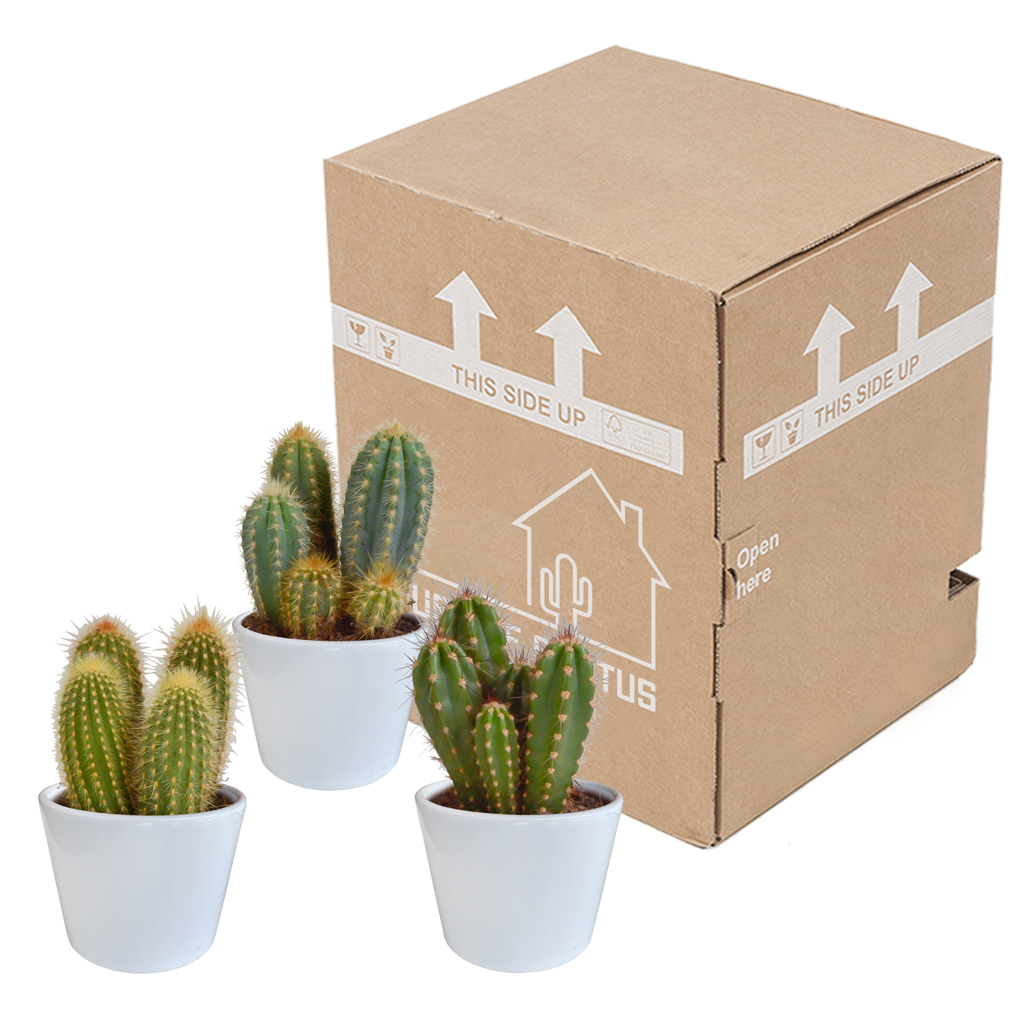 Mélange de cerisiers de 10,5 cm - 3x - en pot blanc