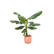 Bananenplant (Musa) inclusief elho Vibes Fold Round roze Ø22 - 100 cm