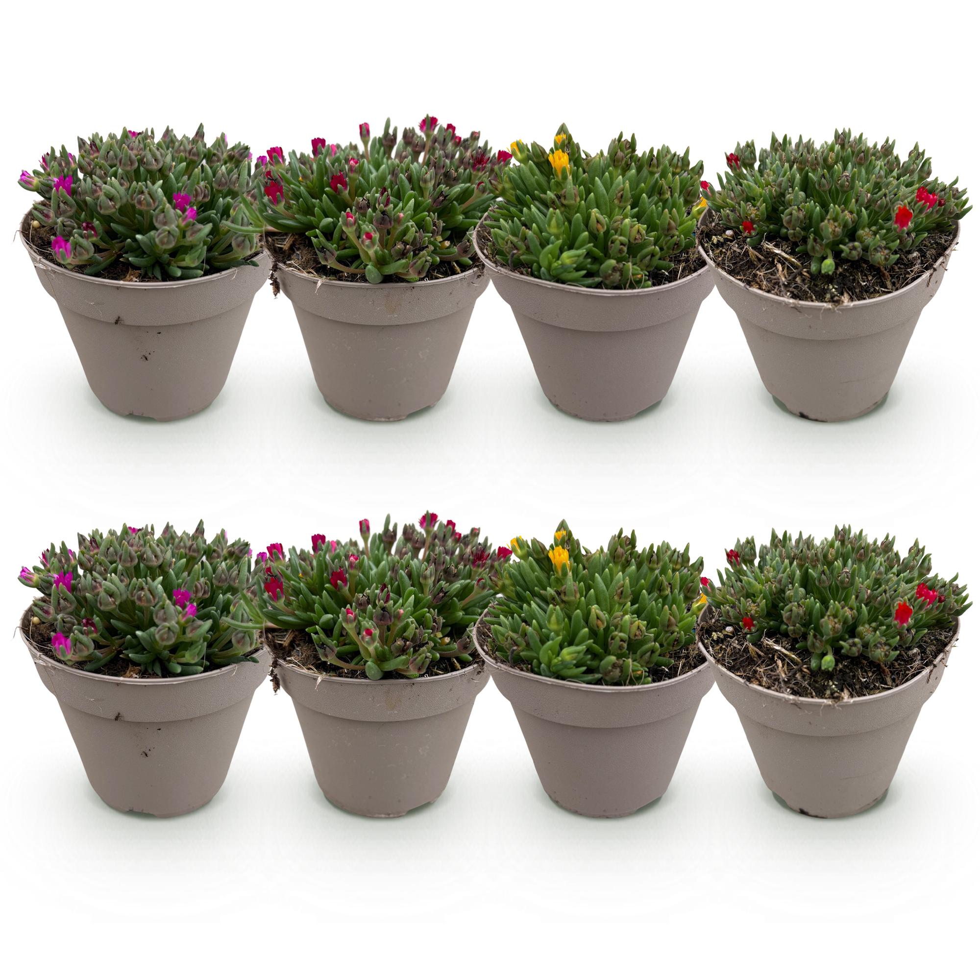 Green boutiQ – Bodendecker – Winterhart – Delosperma – 8 Pflanzen – Farben: Rot, Gelb, Lila, Rosa – Pflegeleicht – Topfgröße: 14 cm, Höhe: 17 cm