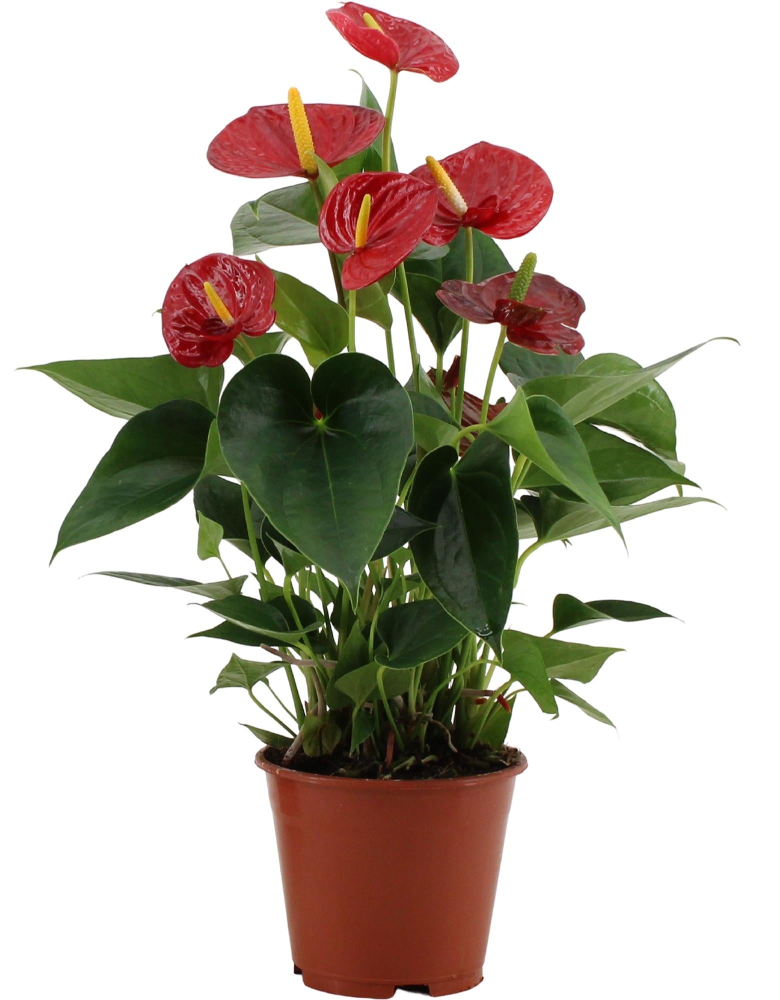 Anturio Success Rojo en funda transparente - Ø14 cm - ↕43 cm