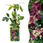 Akebia quinata - Vijfbladige akebia 4x - Paars - Rood - Klimplant - Ø9cm - ↕35cm