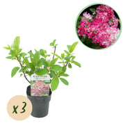 Green boutiQ – Federhortensie (Hydrangea panniculata 'Pink Diamond') – Blütenfarbe: Weiß-Rosa – 3 Pflanzen – 1 m² – Laubabwerfend – Große Blüten – Topf: 17 cm, Höhe: 50 cm