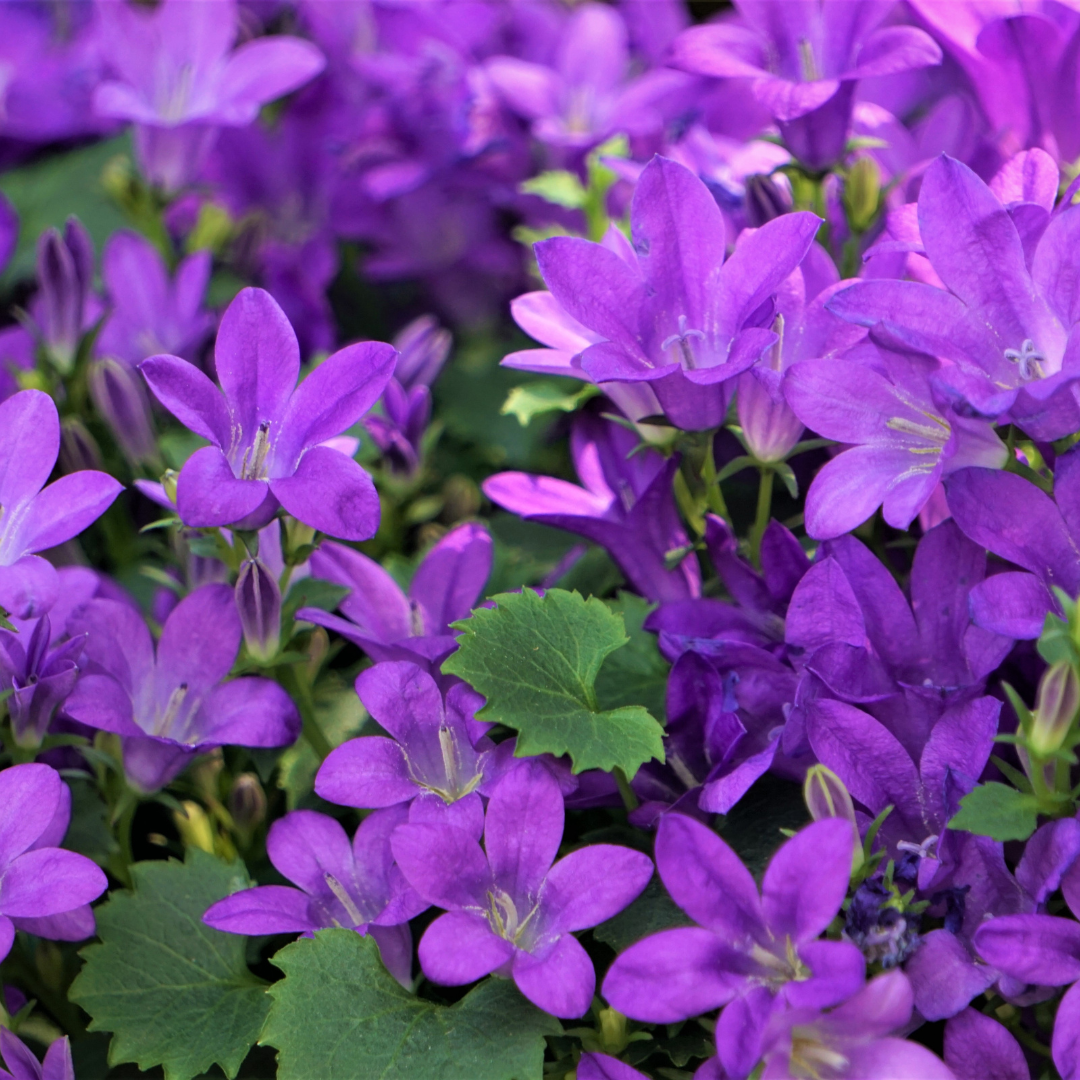 60x Campanula portenschlagiana - ↕10-25cm - Ø9cm