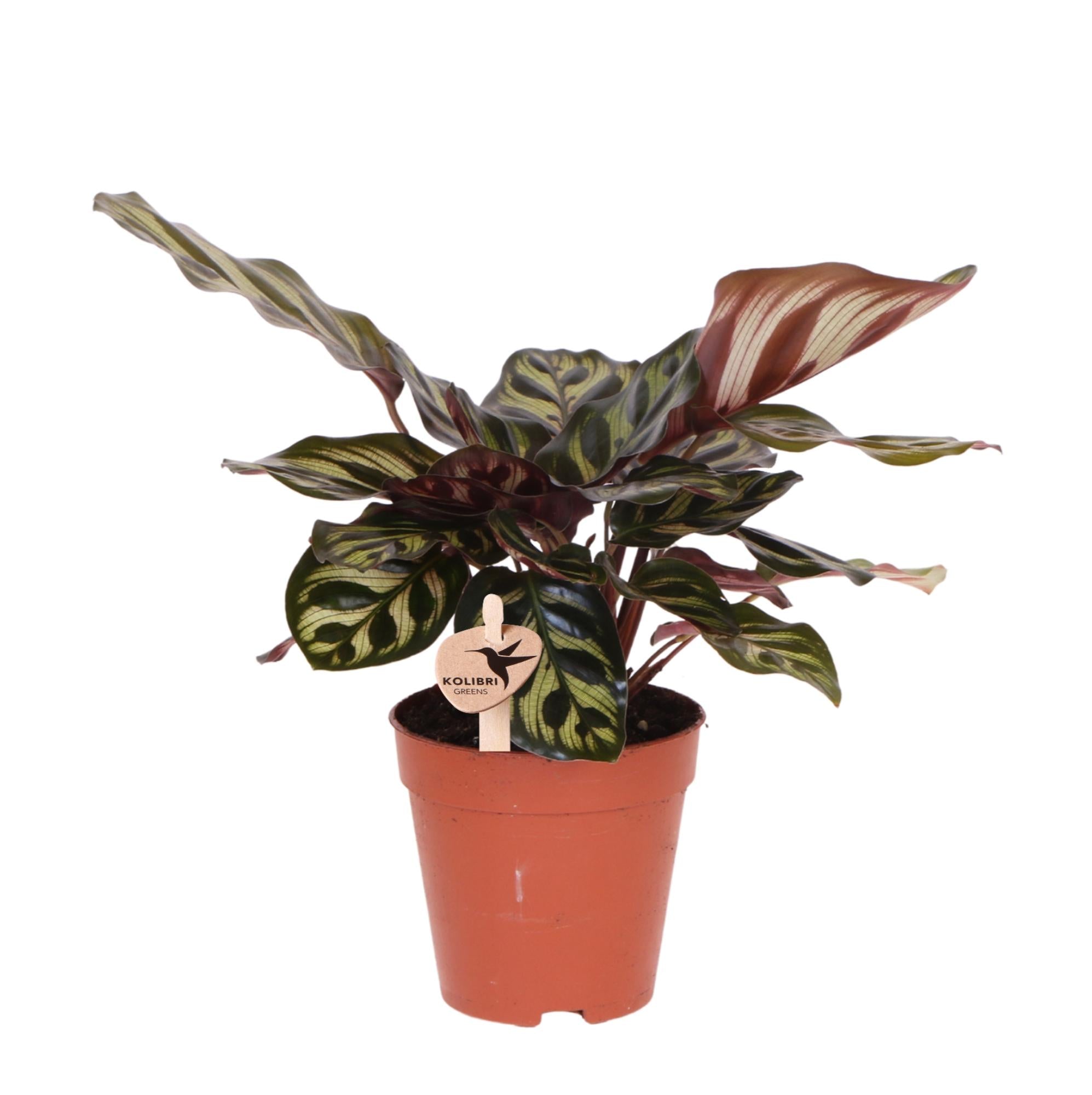 Kolibri Greens | Grüne Pflanze – Calathea Makoyana – Zimmerpflanze – frisch vom Züchter – Ø 9 cm
