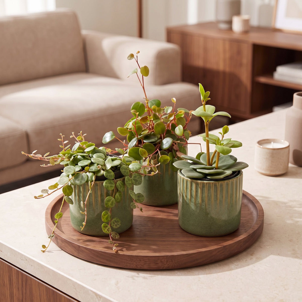 Baby Peperomia Mix 3x - Groen - Rood - Tropisch - incl. Linnea Olive - Ø6cm - ↕5-15cm